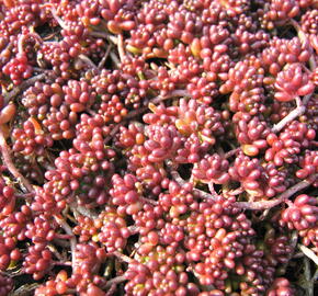 Rozchodník bílý 'Coral Carpet' - Sedum album 'Coral Carpet'