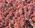 Rozchodník bílý 'Coral Carpet'