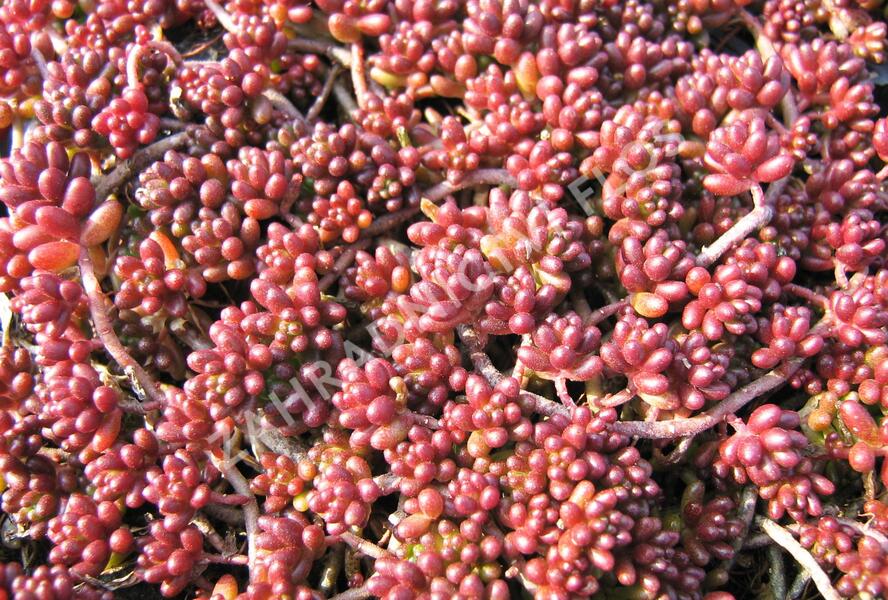 Rozchodník bílý 'Coral Carpet' - Sedum album 'Coral Carpet'