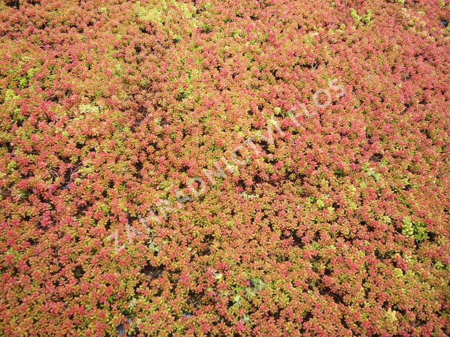 Rozchodník bílý 'Coral Carpet' - Sedum album 'Coral Carpet'