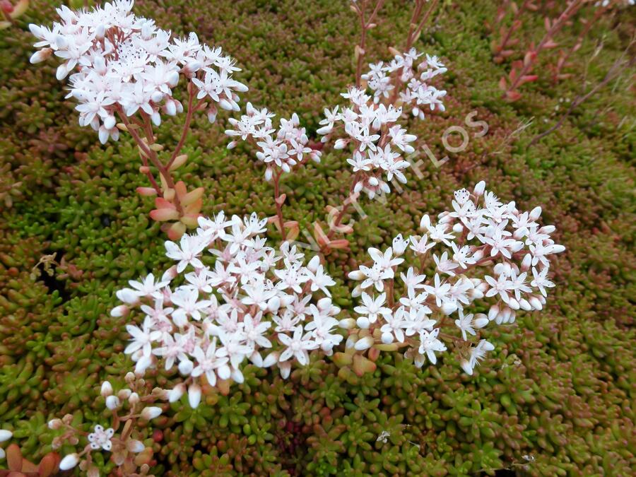 Rozchodník bílý 'Coral Carpet' - Sedum album 'Coral Carpet'