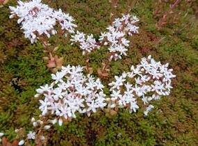 Rozchodník bílý 'Coral Carpet' - Sedum album 'Coral Carpet'