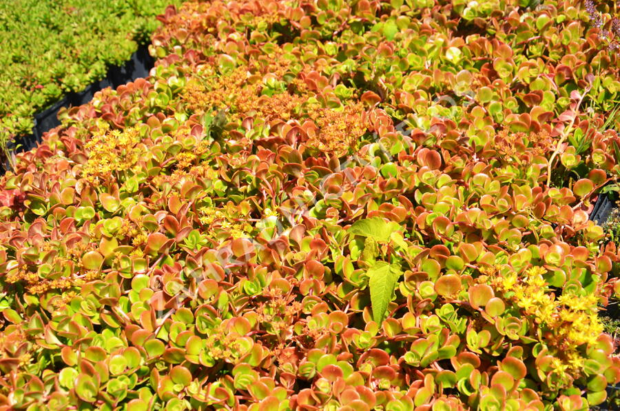Rozchodník 'Coral Reef' - Sedum tetractinum 'Coral Reef'