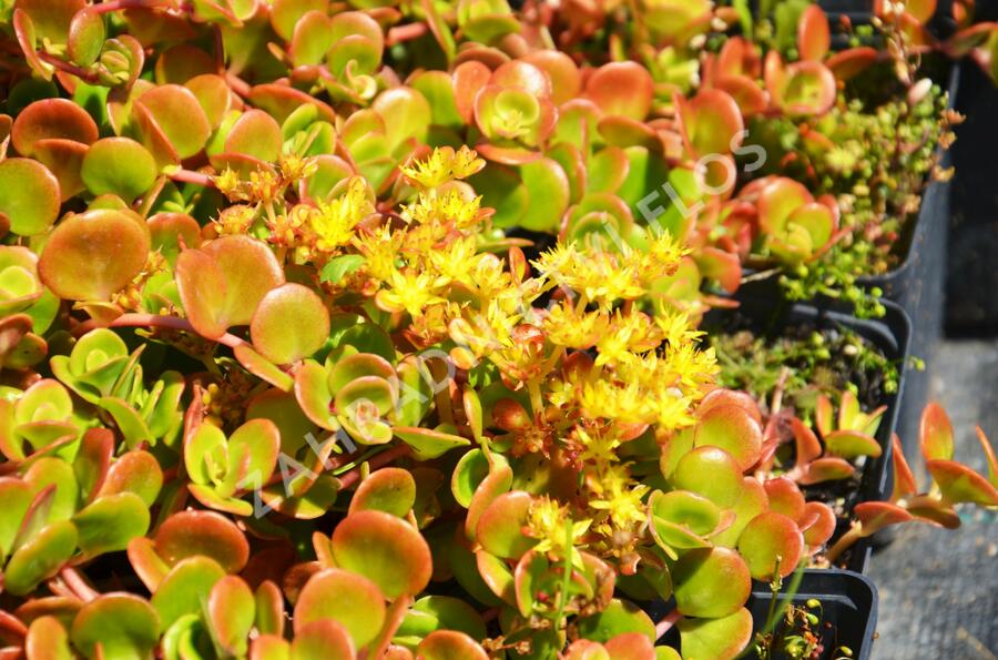 Rozchodník 'Coral Reef' - Sedum tetractinum 'Coral Reef'
