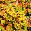 Rozchodník 'Coral Reef' - Sedum tetractinum 'Coral Reef'
