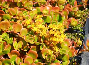Rozchodník 'Coral Reef' - Sedum tetractinum 'Coral Reef'