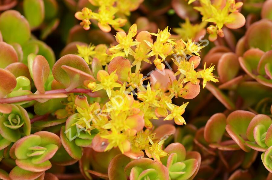 Rozchodník 'Coral Reef' - Sedum tetractinum 'Coral Reef'