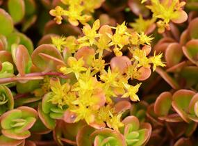 Rozchodník 'Coral Reef' - Sedum tetractinum 'Coral Reef'