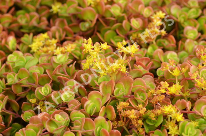 Rozchodník 'Coral Reef' - Sedum tetractinum 'Coral Reef'