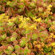 Rozchodník 'Coral Reef' - Sedum tetractinum 'Coral Reef'