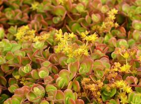 Rozchodník 'Coral Reef' - Sedum tetractinum 'Coral Reef'