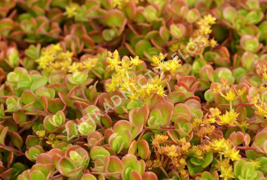 Rozchodník 'Coral Reef' - Sedum tetractinum 'Coral Reef'