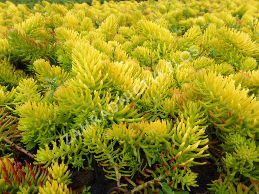 Rozchodník rozchodníkotvarý - Sedum sediforme