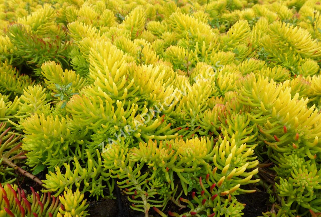 Rozchodník rozchodníkotvarý - Sedum sediforme