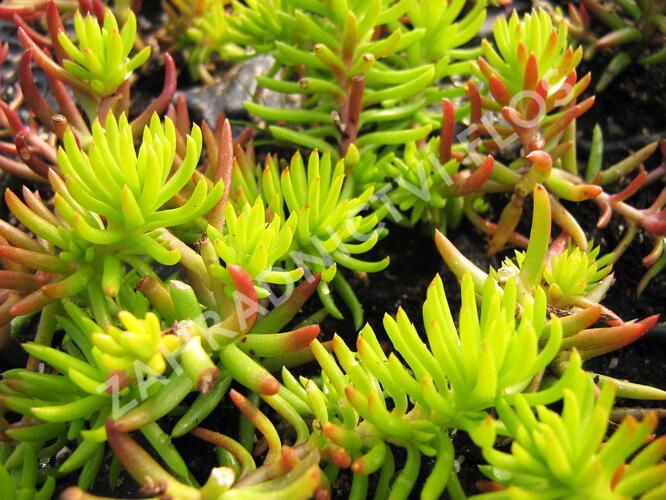 Rozchodník rozchodníkotvarý - Sedum sediforme