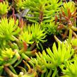 Rozchodník rozchodníkotvarý - Sedum sediforme