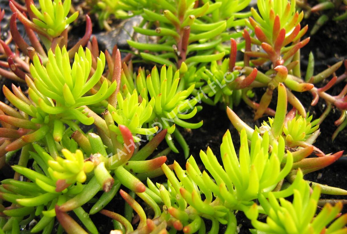 Rozchodník rozchodníkotvarý - Sedum sediforme