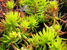 Rozchodník rozchodníkotvarý - Sedum sediforme