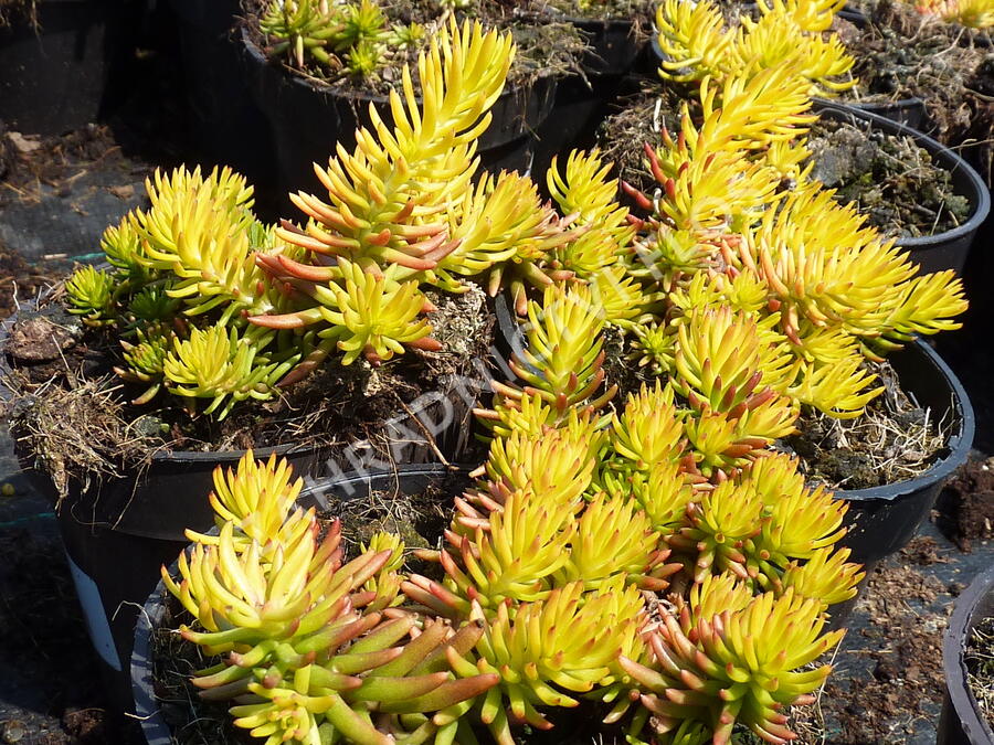 Rozchodník rozchodníkotvarý - Sedum sediforme