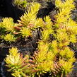 Rozchodník rozchodníkotvarý - Sedum sediforme