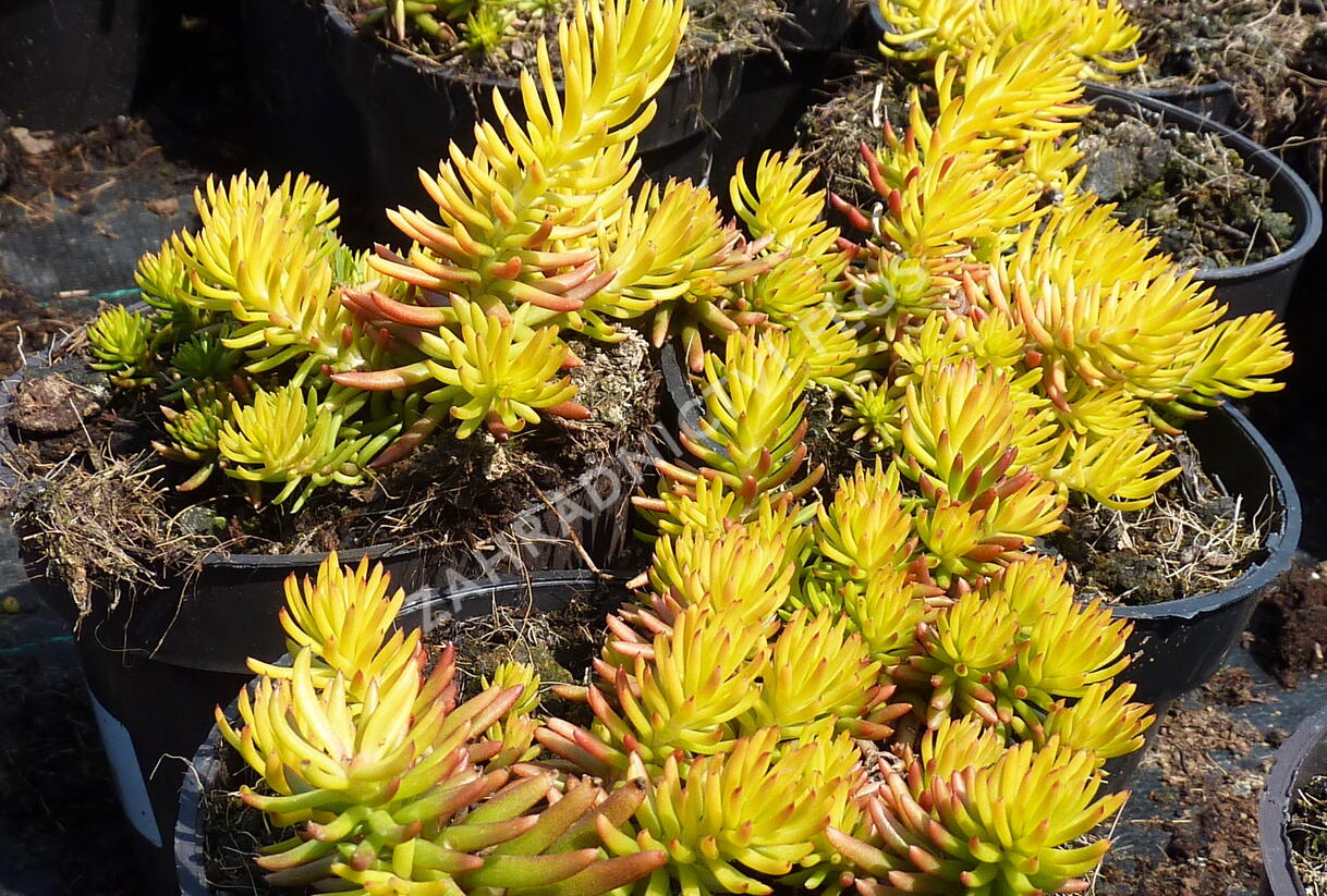 Rozchodník rozchodníkotvarý - Sedum sediforme