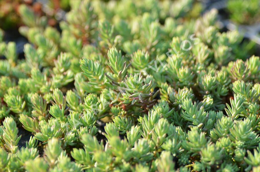 Rozchodník 'Silver Stone' - Sedum forsterianum ssp. elegans 'Silver Stone'