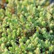 Rozchodník skalní 'Silver Stone' - Sedum forsterianum ssp. elegans 'Silver Stone'