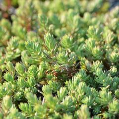 Rozchodník 'Silver Stone' - Sedum forsterianum ssp. elegans 'Silver Stone'