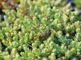 Rozchodník skalní 'Silver Stone' - Sedum forsterianum ssp. elegans 'Silver Stone'