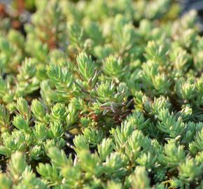 Rozchodník 'Silver Stone' - Sedum forsterianum ssp. elegans 'Silver Stone'