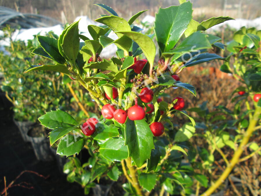 Cesmína obecná 'Alaska' - Ilex aquifolium 'Alaska'