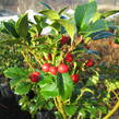 Cesmína obecná 'Alaska' - Ilex aquifolium 'Alaska'