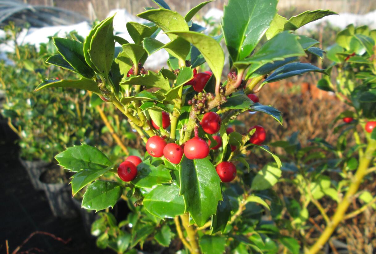 Cesmína obecná 'Alaska' - Ilex aquifolium 'Alaska'