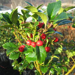 Cesmína obecná 'Alaska' - Ilex aquifolium 'Alaska'