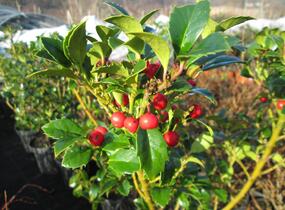 Cesmína obecná 'Alaska' - Ilex aquifolium 'Alaska'