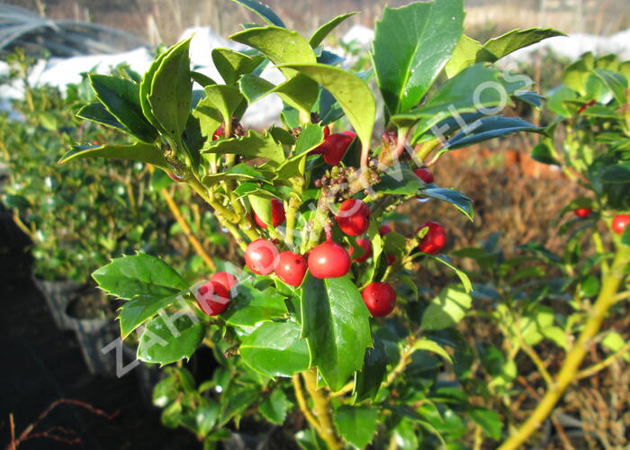 Cesmína obecná 'Alaska' - Ilex aquifolium 'Alaska'