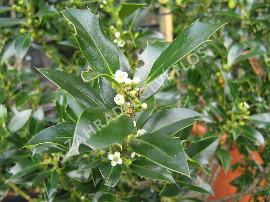 Cesmína obecná 'Alaska' - Ilex aquifolium 'Alaska'