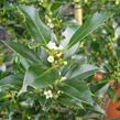 Cesmína obecná 'Alaska' - Ilex aquifolium 'Alaska'