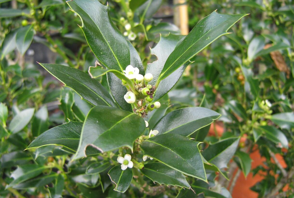 Cesmína obecná 'Alaska' - Ilex aquifolium 'Alaska'