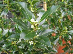 Cesmína obecná 'Alaska' - Ilex aquifolium 'Alaska'