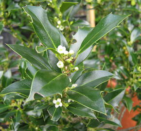 Cesmína obecná 'Alaska' - Ilex aquifolium 'Alaska'