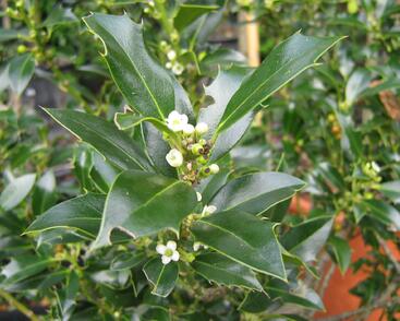 Cesmína obecná 'Alaska'