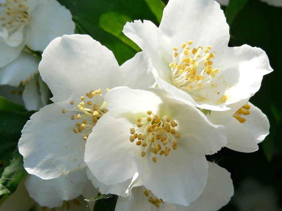 Pustoryl nevonný - Philadelphus inodorus var. grandiflorus