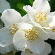 Pustoryl nevonný - Philadelphus inodorus var. grandiflorus