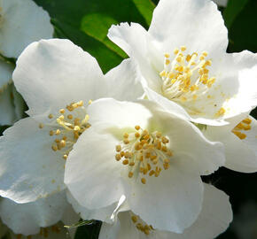 Pustoryl nevonný - Philadelphus inodorus var. grandiflorus