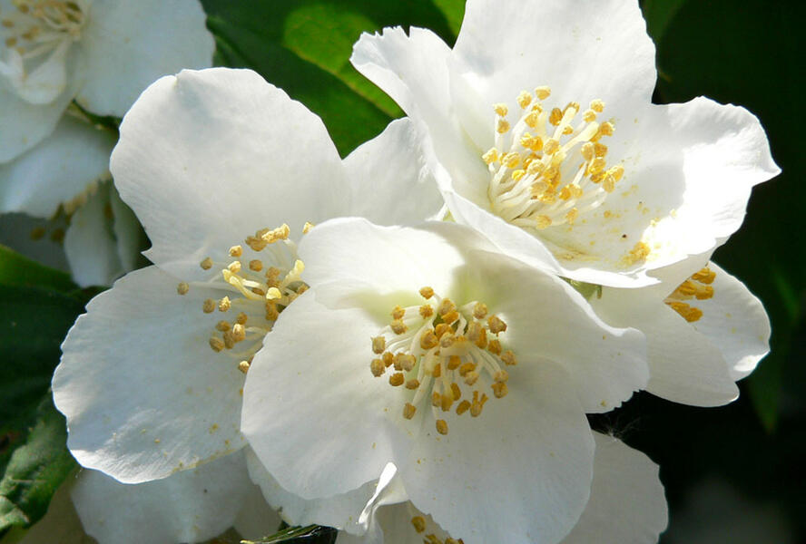 Pustoryl nevonný - Philadelphus inodorus var. grandiflorus