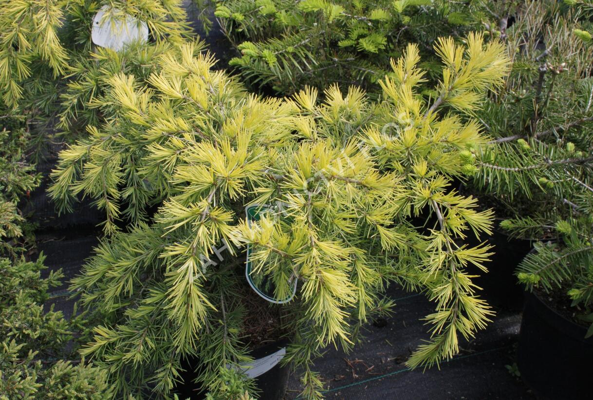Cedr himalájský 'Golden Horizont' - Cedrus deodara 'Golden Horizont'
