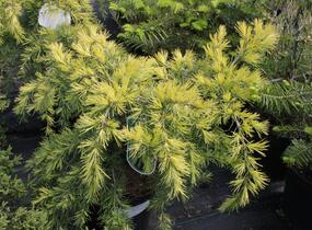 Cedr himalájský 'Golden Horizont' - Cedrus deodara 'Golden Horizont'