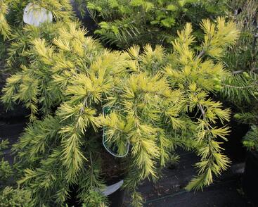 Cedr himalájský 'Golden Horizont'