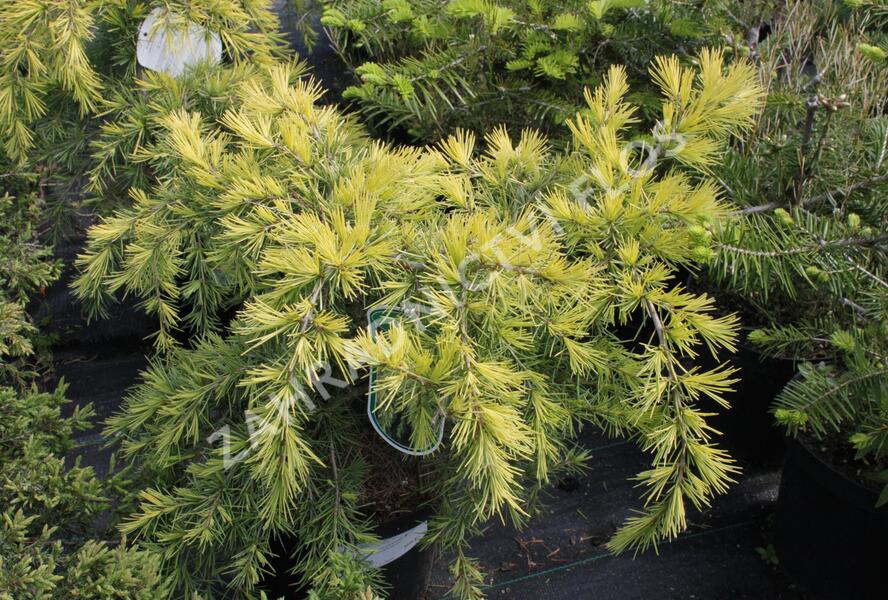 Cedr himalájský 'Golden Horizont' - Cedrus deodara 'Golden Horizont'